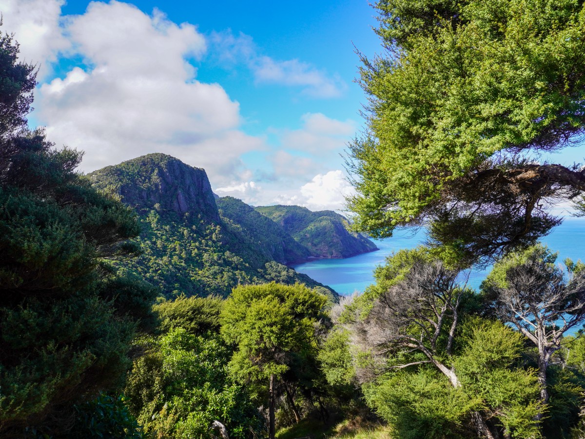 Hiking the Omanawanui Track: One of the best walks in&nbsp;Auckland